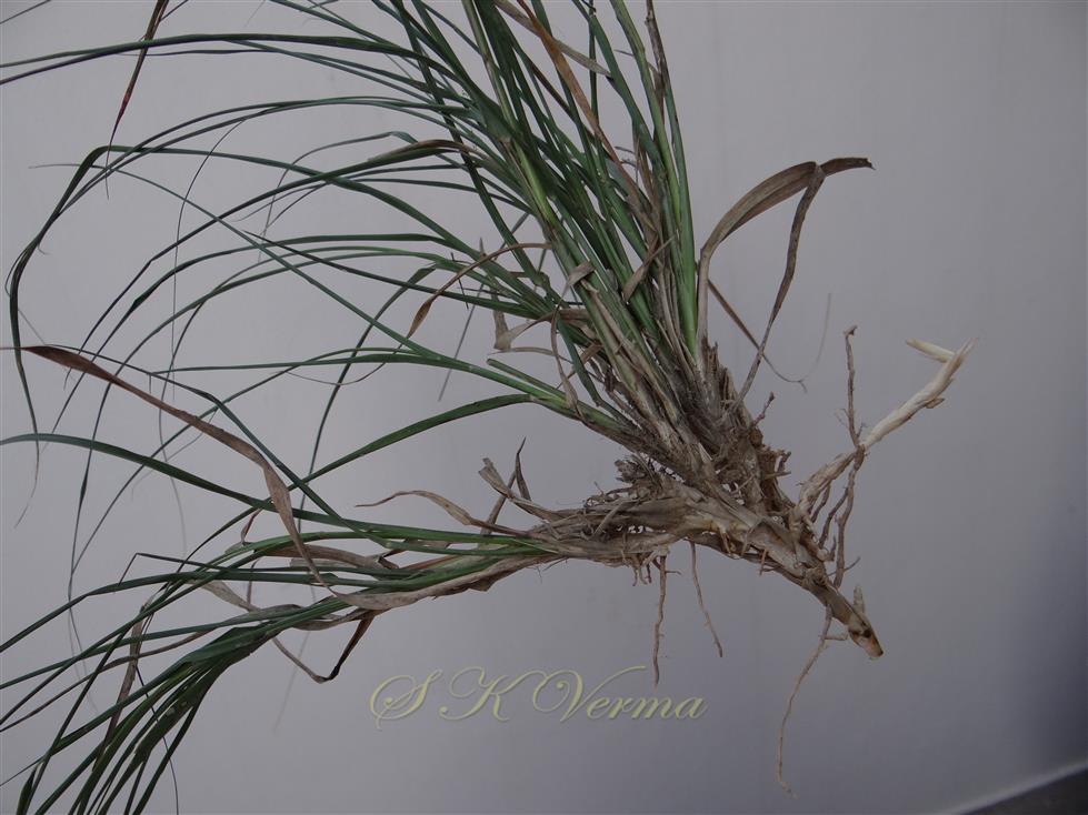  Root stock - Rhizome
